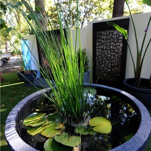 Water Plants